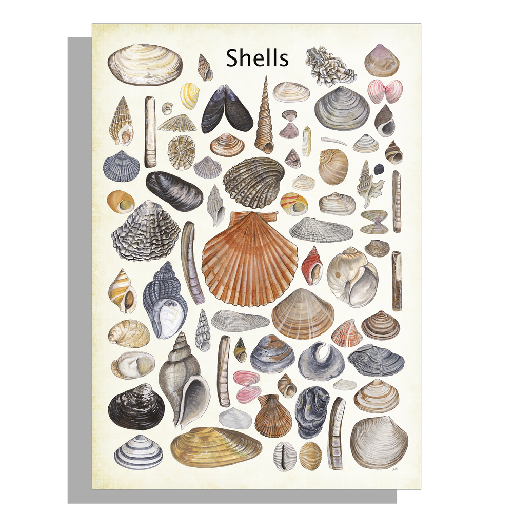 Wanddecoratie "Shells"