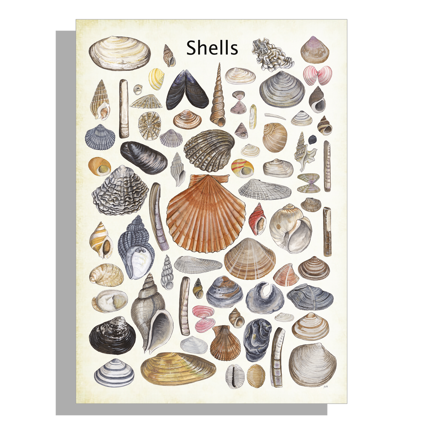 Wanddecoratie "Shells"