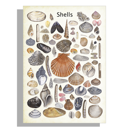 Wanddecoratie "Shells"