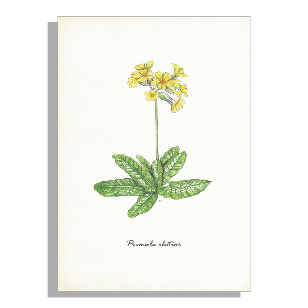 Wanddecoratie "Slanke sleutelbloem"