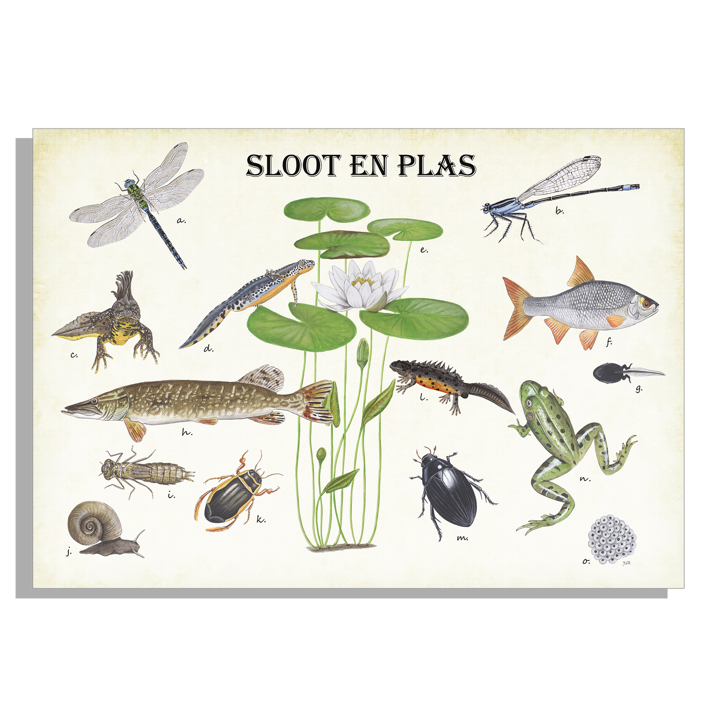 Tuinposter "Sloot en plas"