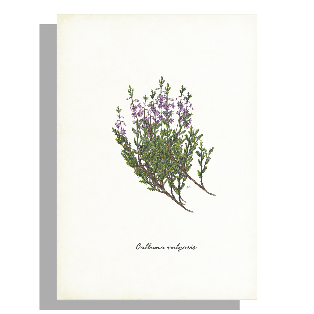 Wanddecoratie "Struikheide"