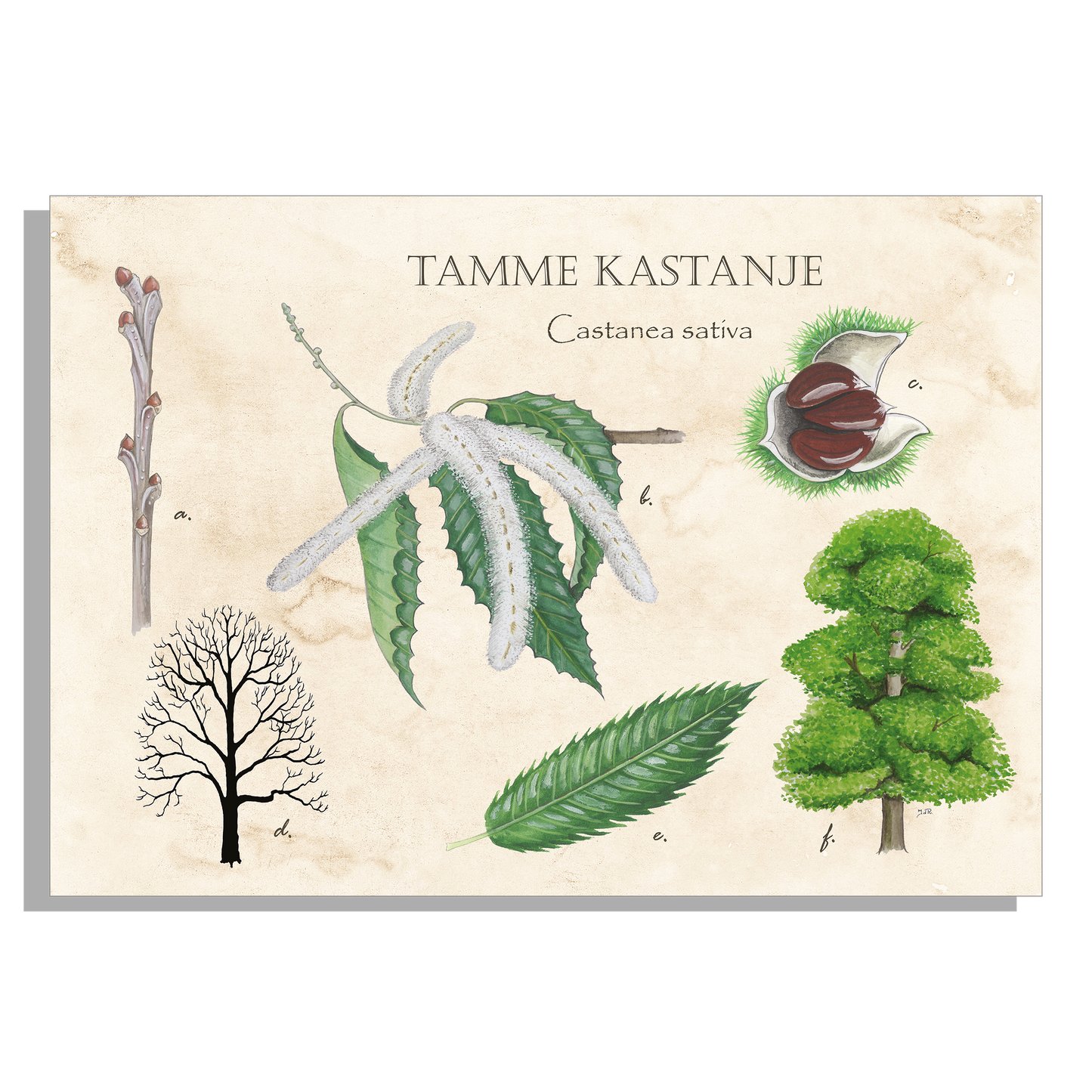 Schoolplaat "Tamme kastanje"