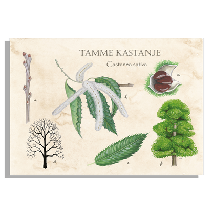 Schoolplaat "Tamme kastanje"