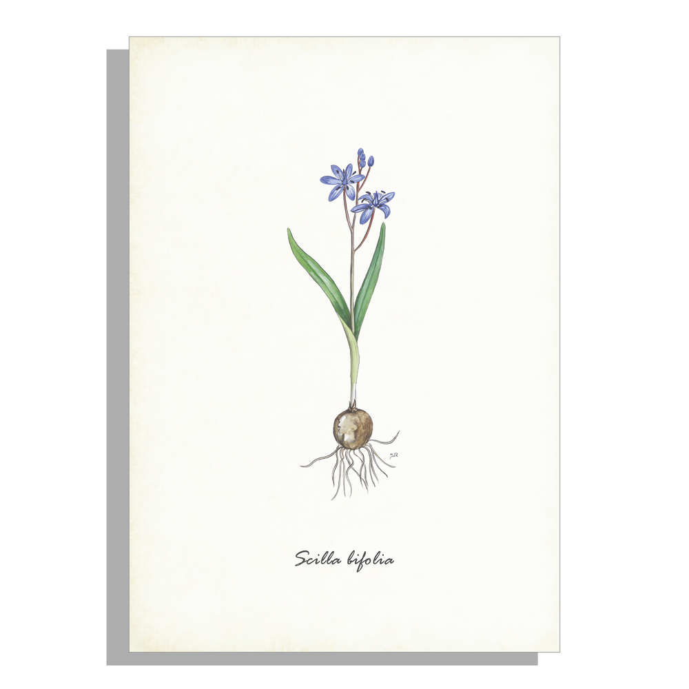 Wanddecoratie "Vroege sterhyacint"