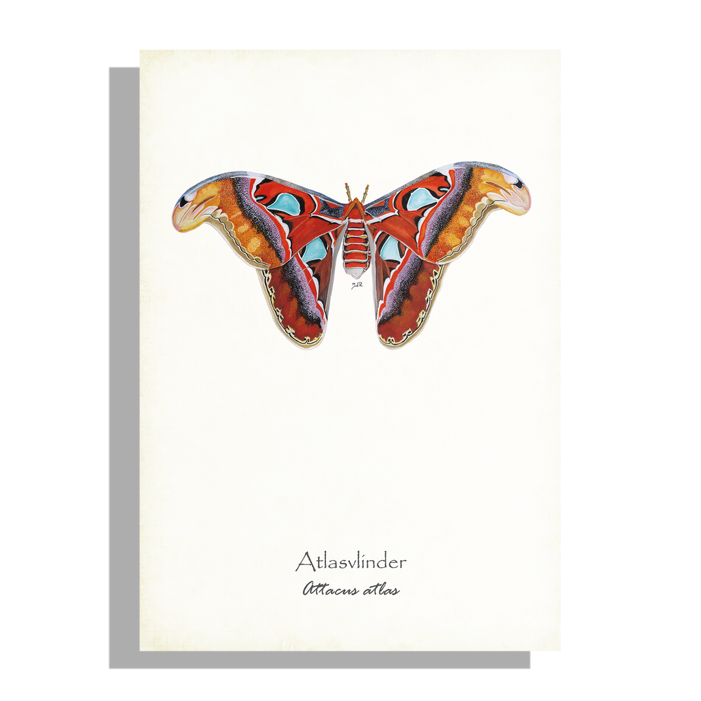Wanddecoratie "Atlasvlinder"