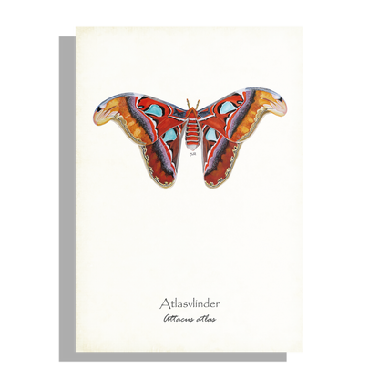 Wanddecoratie "Atlasvlinder"