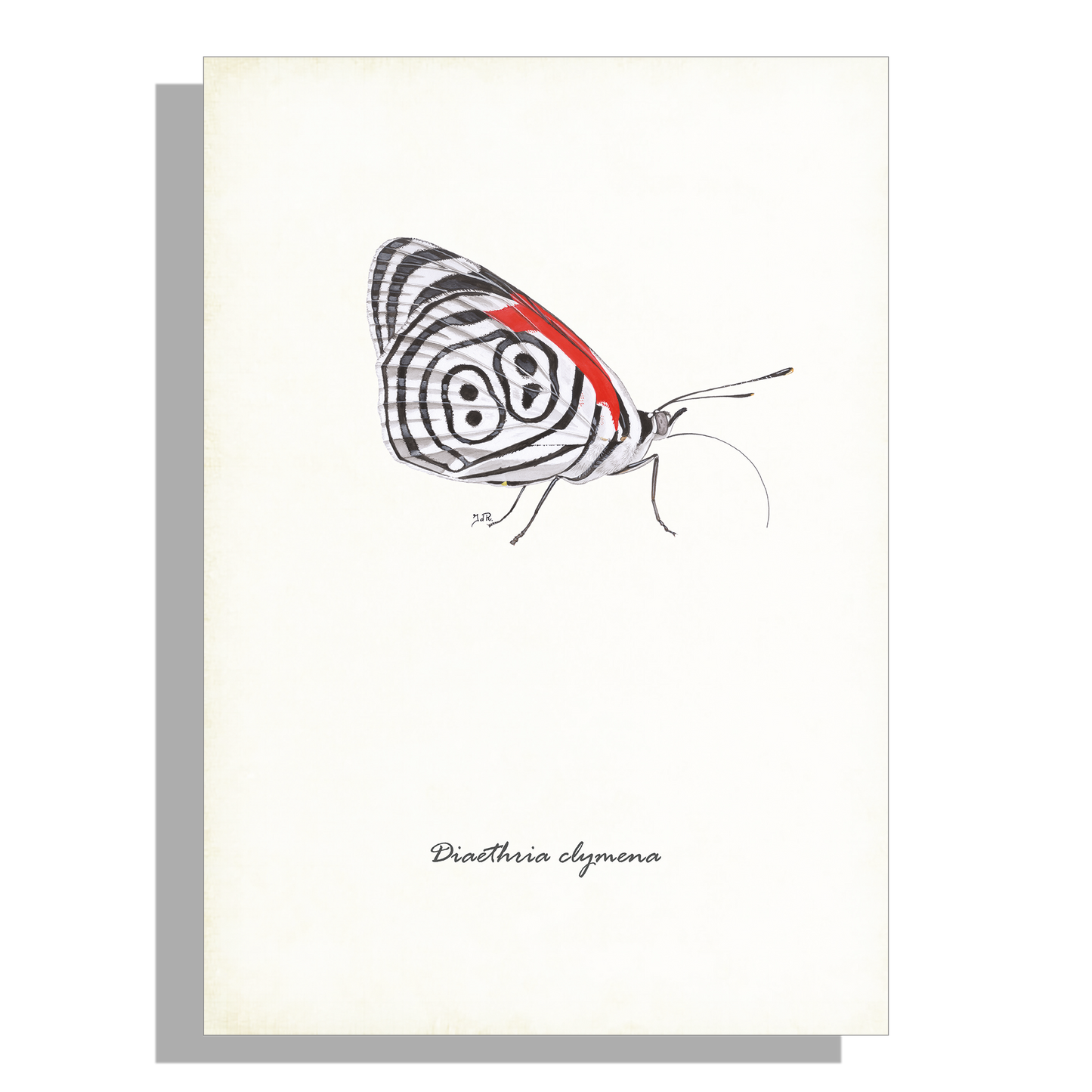 Wanddecoratie "Eighty-eigth butterfly"