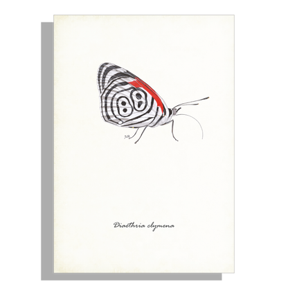 Wanddecoratie "Eighty-eigth butterfly"