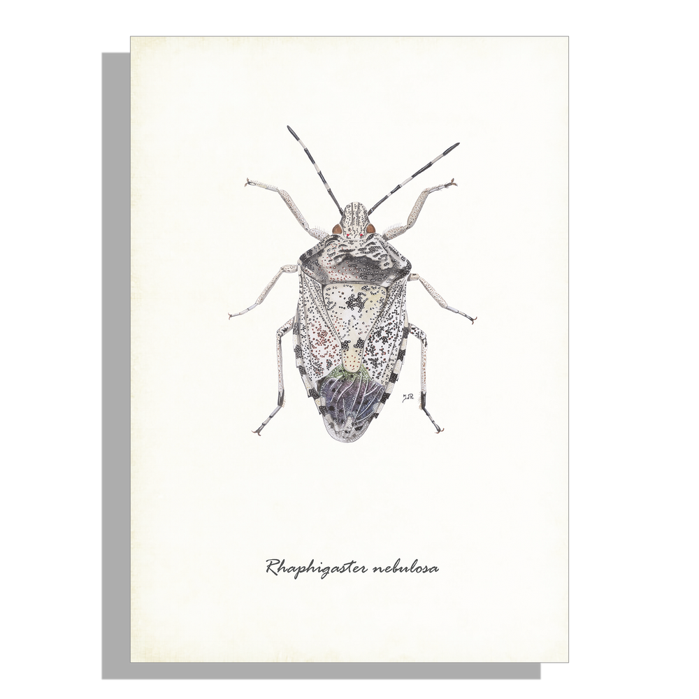 Wanddecoratie "Grauwe schildwants"