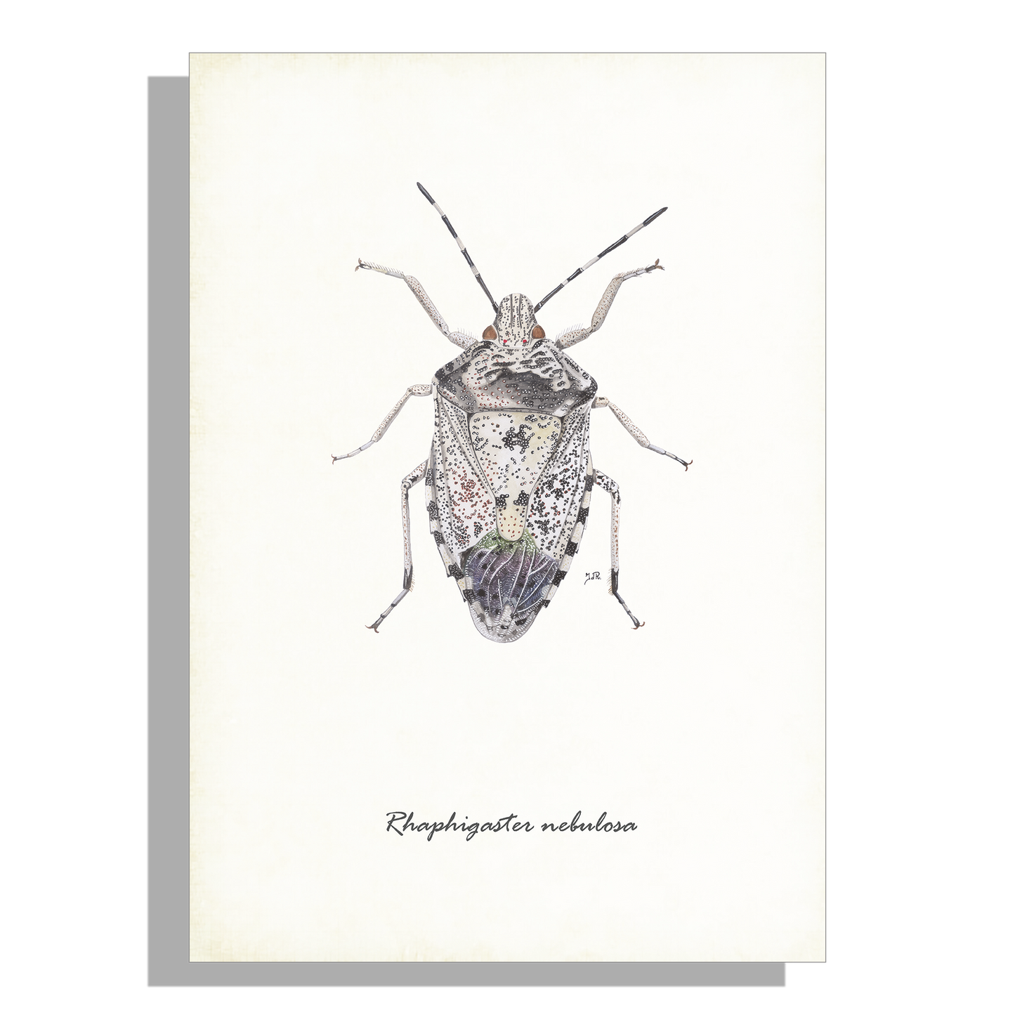 Wanddecoratie "Grauwe schildwants"