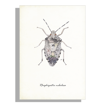 Wanddecoratie "Grauwe schildwants"