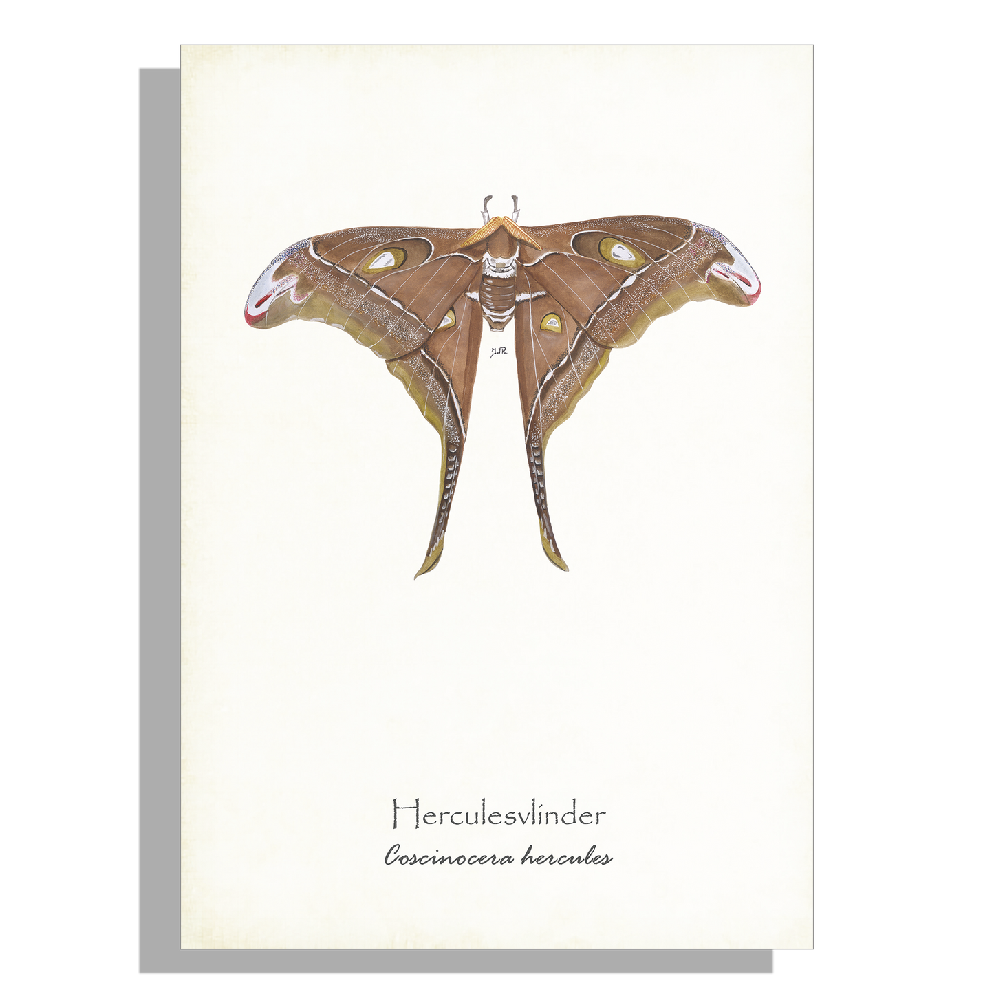 Wanddecoratie "Herculesvlinder"