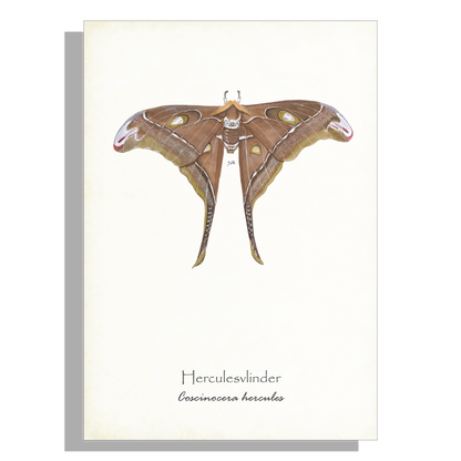 Wanddecoratie "Herculesvlinder"