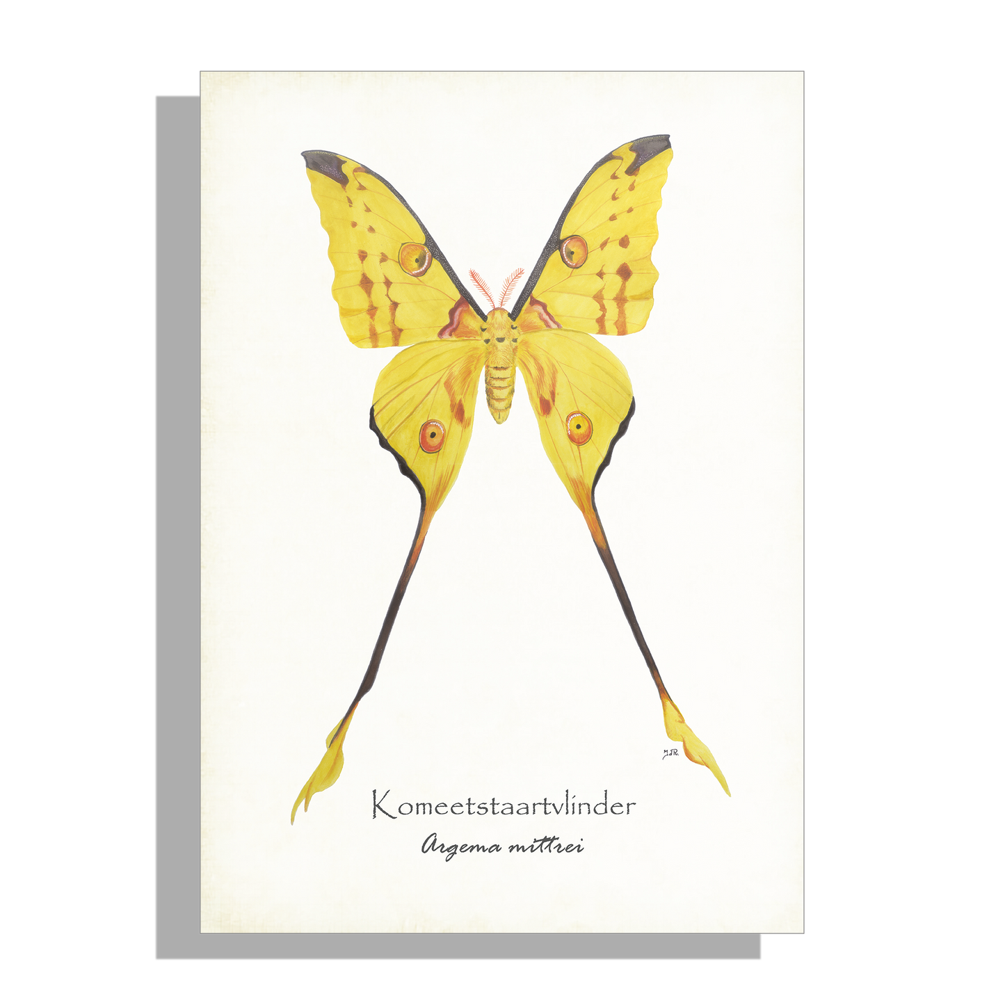 Wanddecoratie "Komeetstaartvlinder"