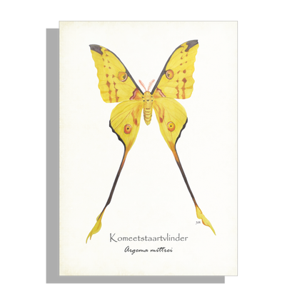 Wanddecoratie "Komeetstaartvlinder"