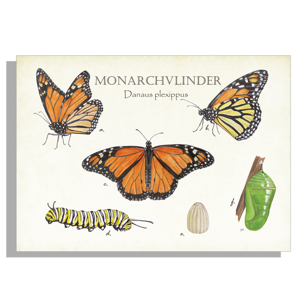 Muismat "Monarchvlinder"