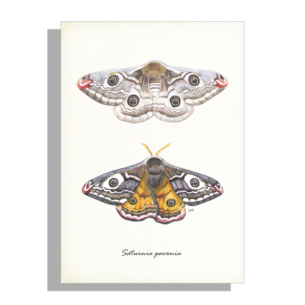 Tuinposter "Nachtpauwogen"