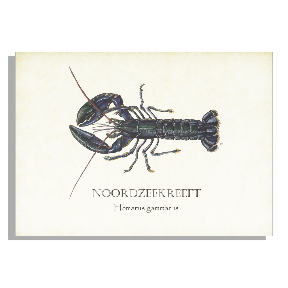 Inductieplaatbeschermer "Noordzeekreeft"