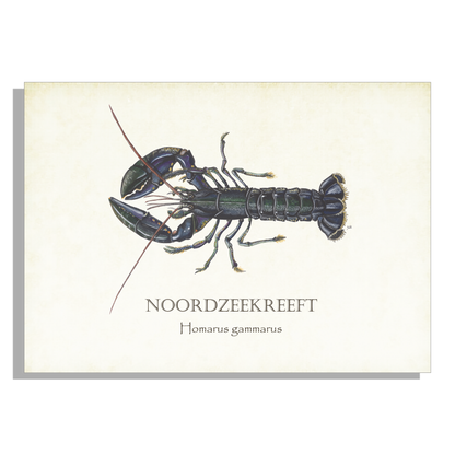 Tuinposter "Noordzeekreeft"