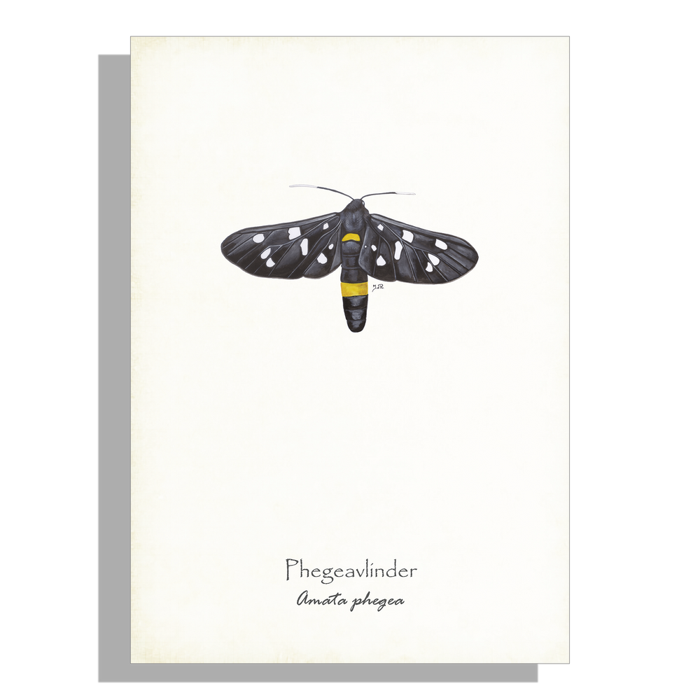 Wanddecoratie "Phegeavlinder"