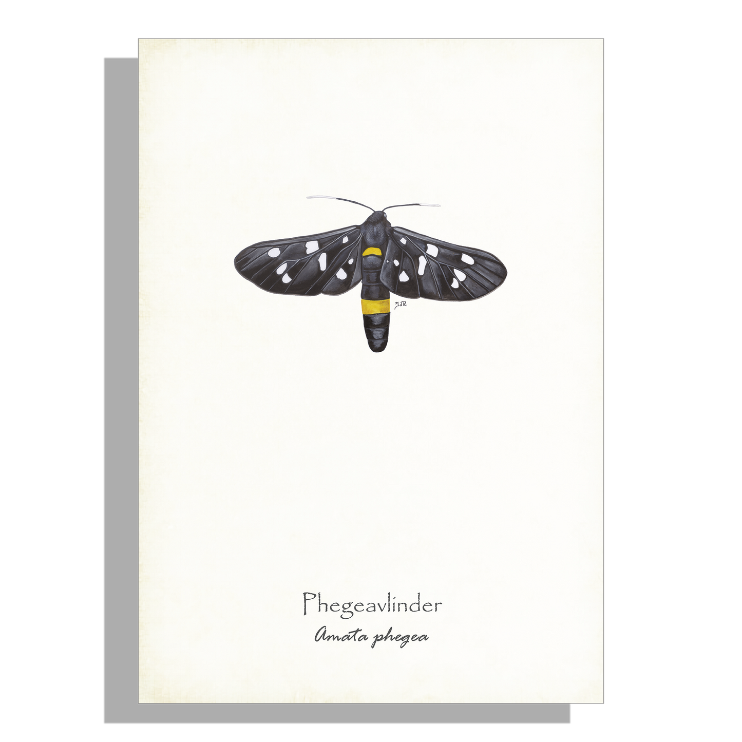 Wanddecoratie "Phegeavlinder"