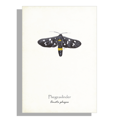 Wanddecoratie "Phegeavlinder"