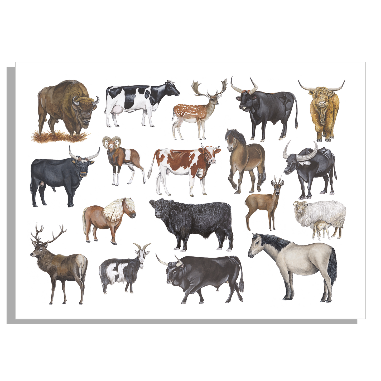 Schoolplaat "Grote grazers"