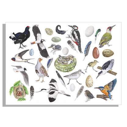 Muismat "Vogels, het leven van"