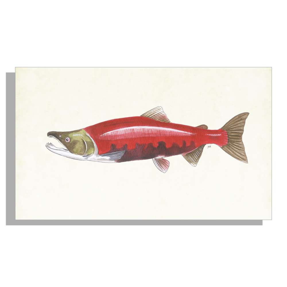 Tuinposter "Rode zalm"