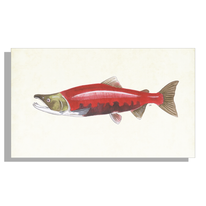 Tuinposter "Rode zalm"