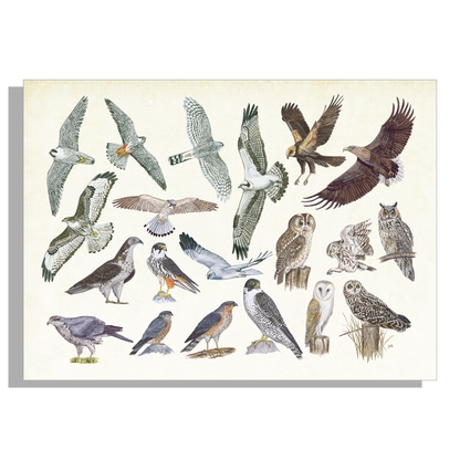 Muismat "Roofvogels en uilen"