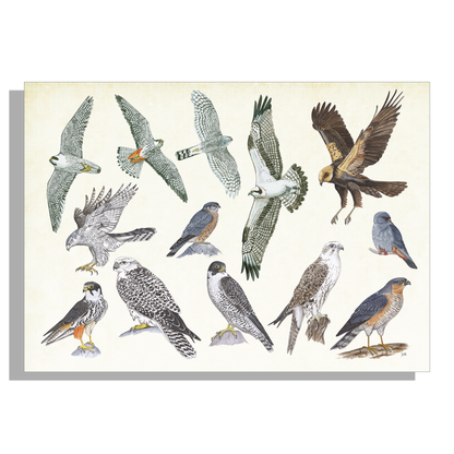 Inductieplaatbeschermer "Roofvogels"