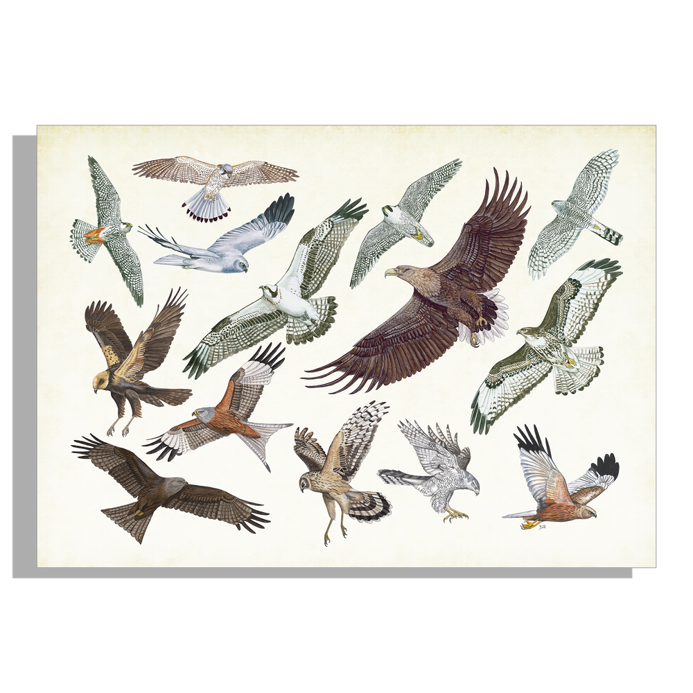 Inductieplaatbeschermer "Roofvogels in vlucht"