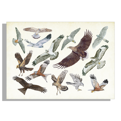 Inductieplaatbeschermer "Roofvogels in vlucht"