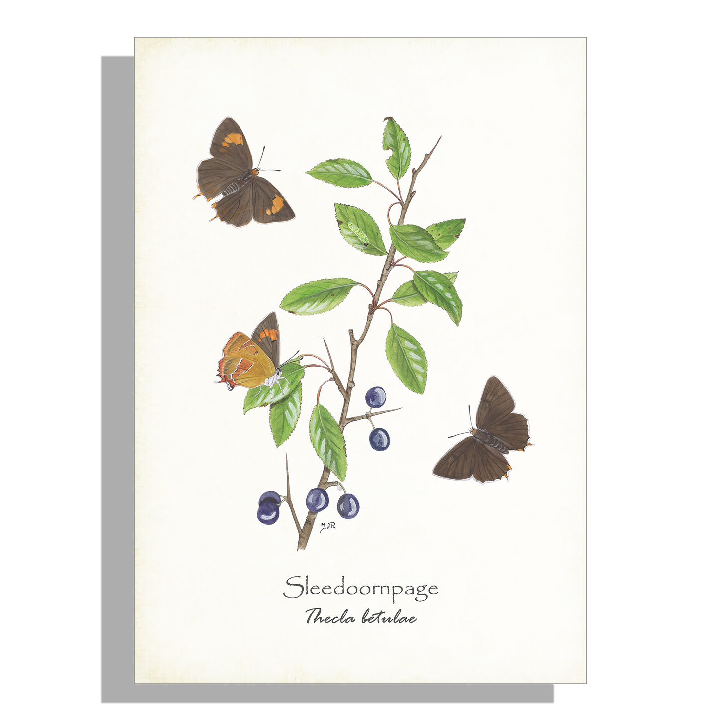 Wanddecoratie "Sleedoornpage"