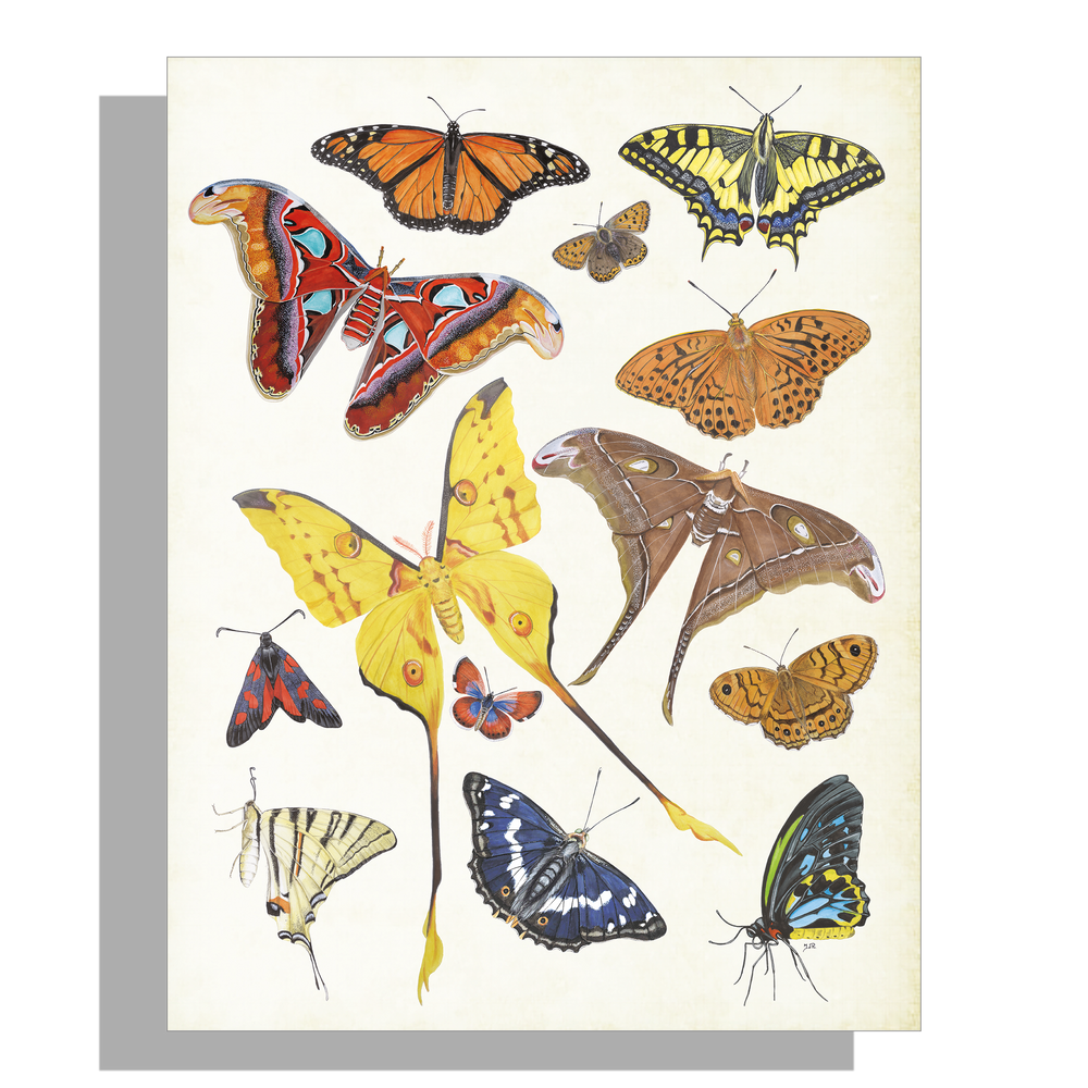 Wanddecoratie "Tropische vlinders"
