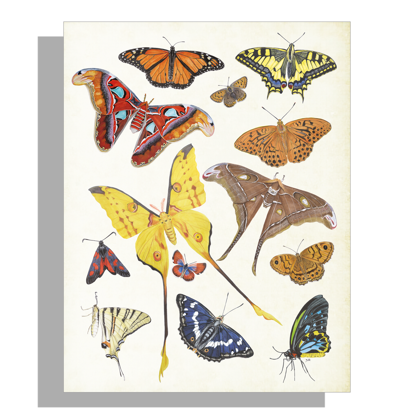 Wanddecoratie "Tropische vlinders"