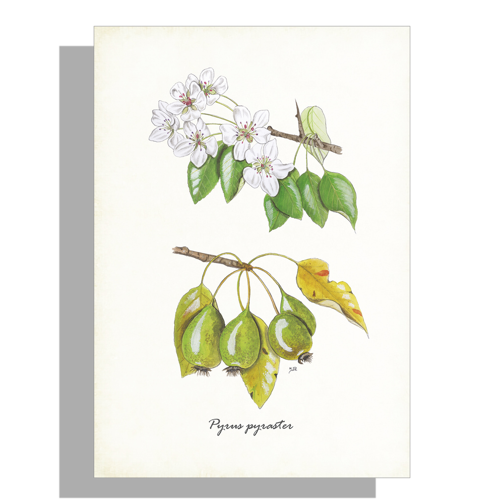 Wanddecoratie "Wilde peer"