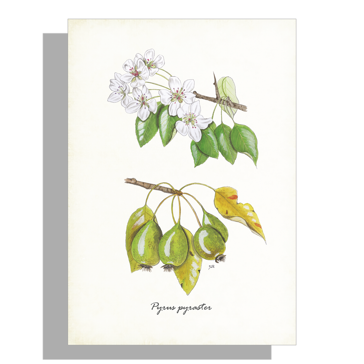 Wanddecoratie "Wilde peer"