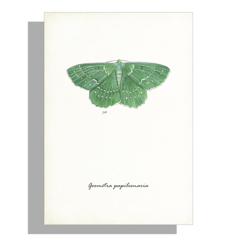 Wanddecoratie "Zomervlinder"