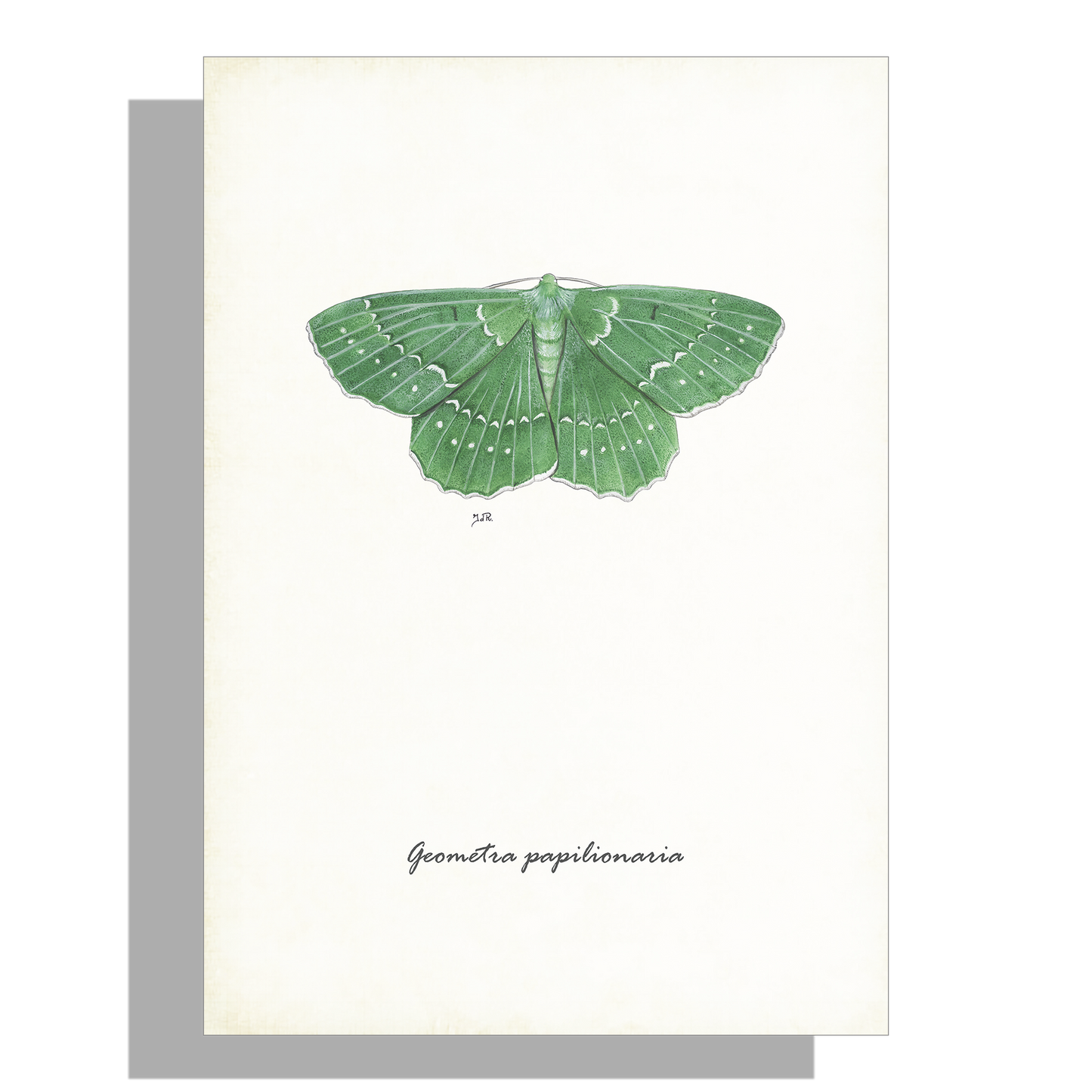 Wanddecoratie "Zomervlinder"