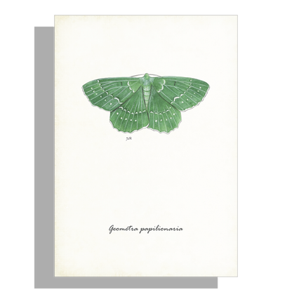 Wanddecoratie "Zomervlinder"