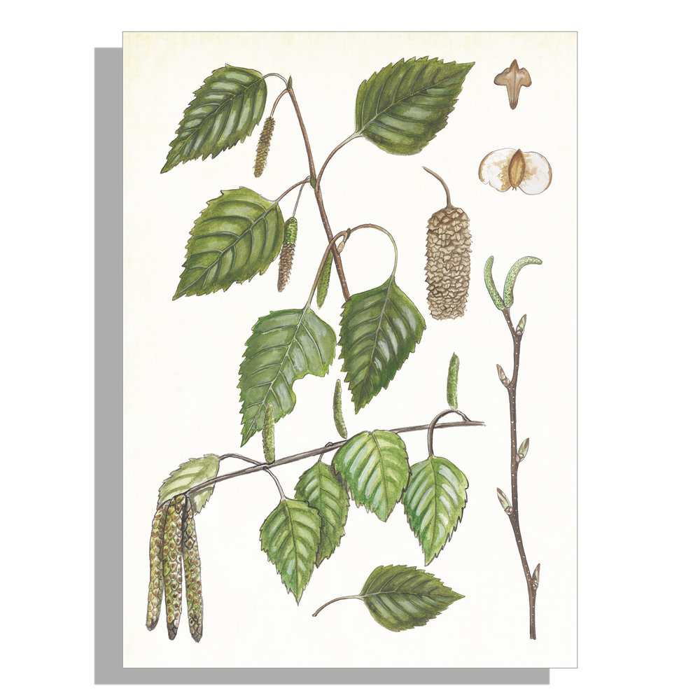 Wanddecoratie "Ruwe berk, het leven van"