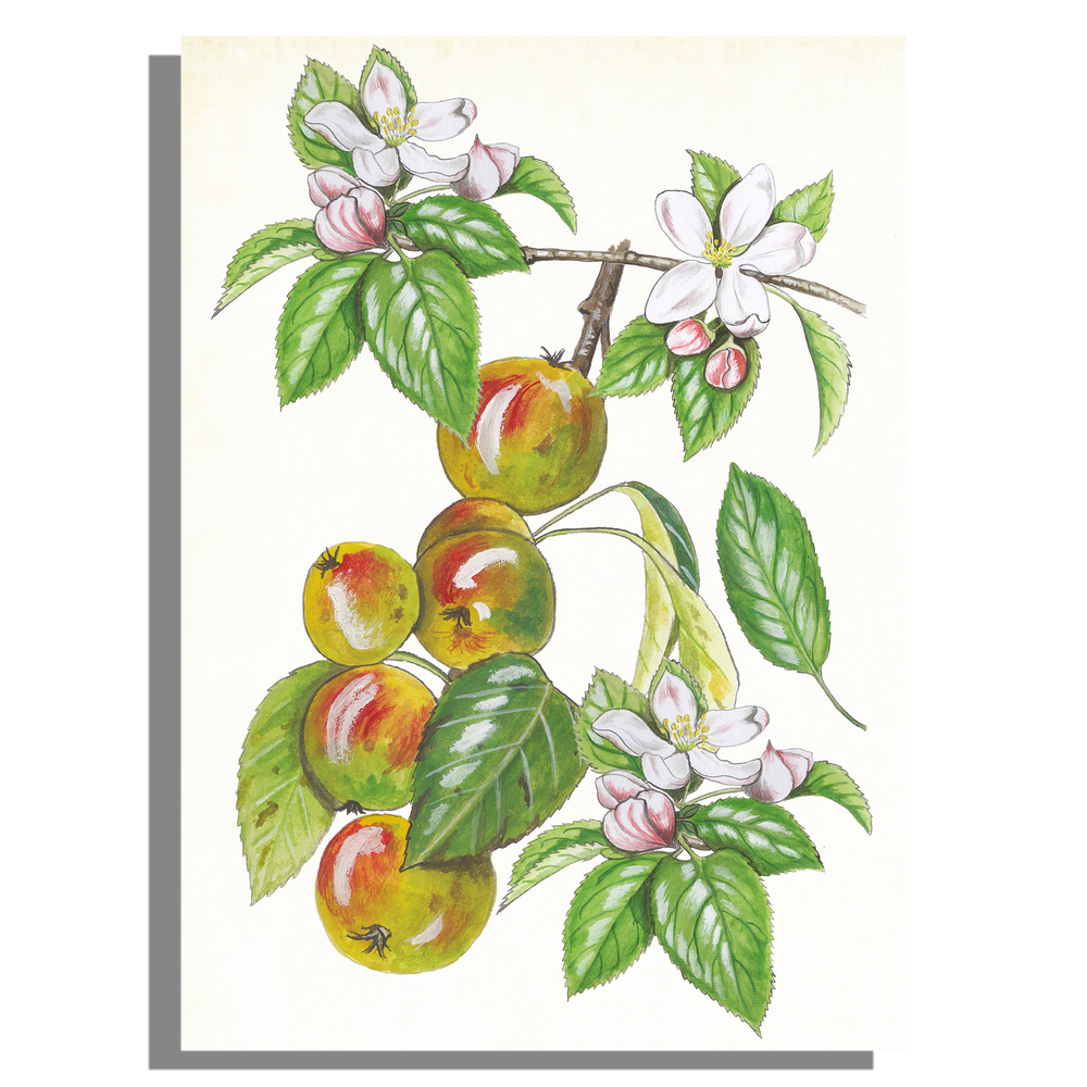 Wanddecoratie "Wilde appel, het leven van"