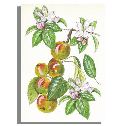 Wanddecoratie "Wilde appel, het leven van"