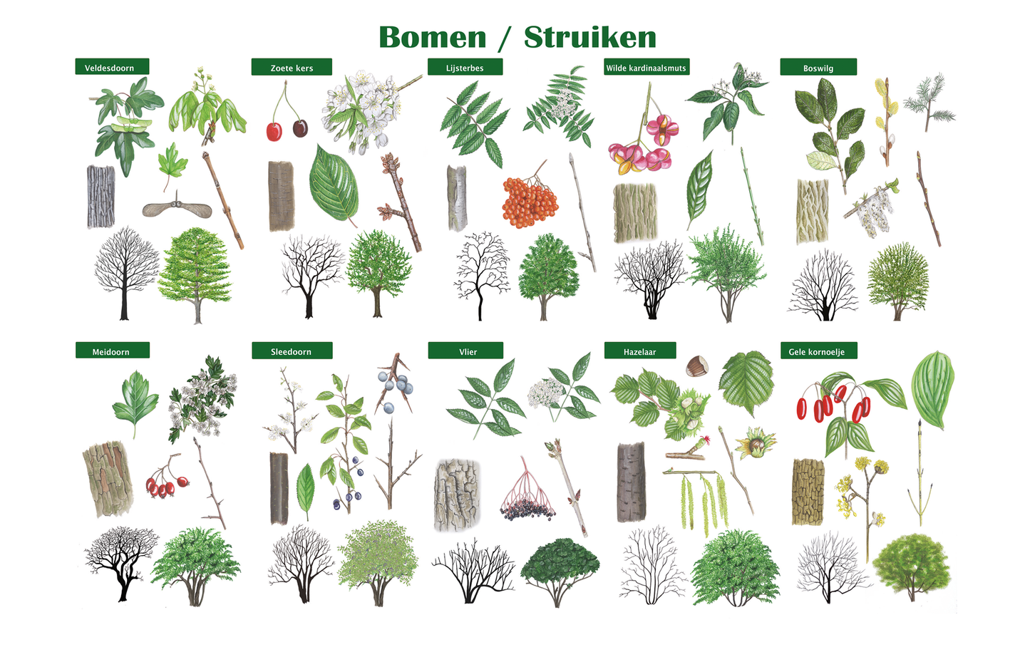 Schoolplaat "Bomen en struiken"
