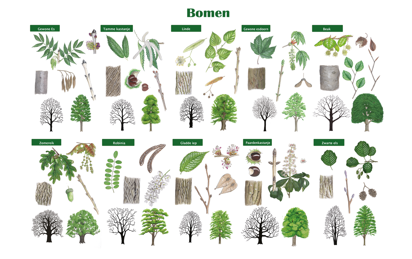 Schoolplaat "Bomen"