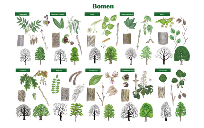 Schoolplaat "Bomen"