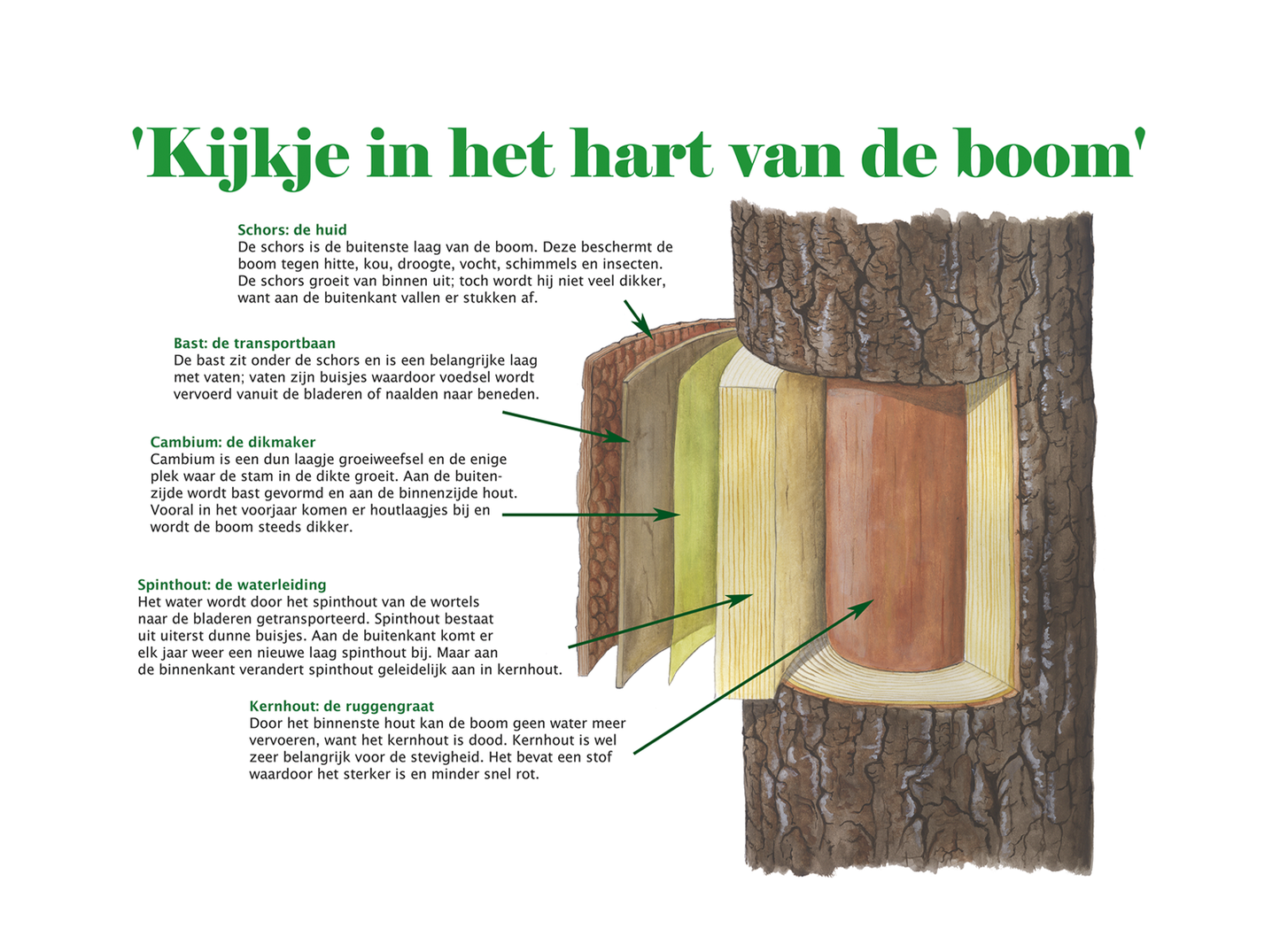 Schoolplaat "Boom van binnen"